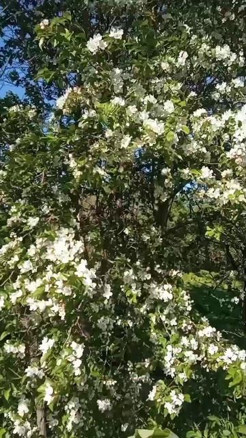 Дикая яблоня.