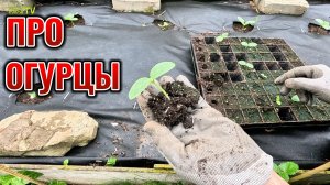 Как посадить огурцы, чтобы НЕ НАКЛОНЯТЬСЯ и не полоть? Идеальный способ для дачи!