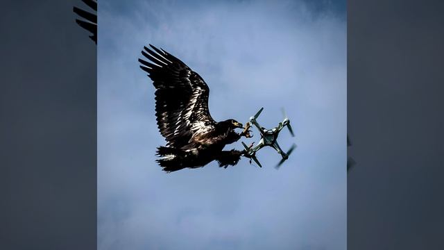 Wings Of Liberty