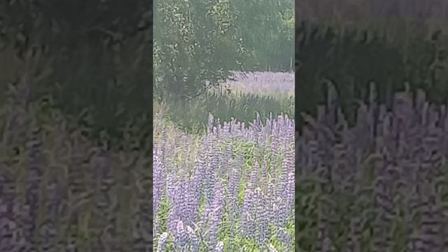 ловушки сработали