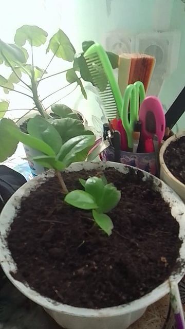 О цветах!