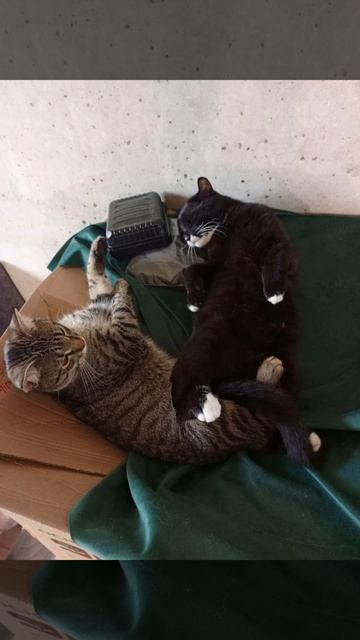 мяу