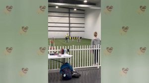 ох уж эти животные!