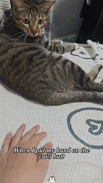 Смешные и милые КоТиКи 😼🫶😎
