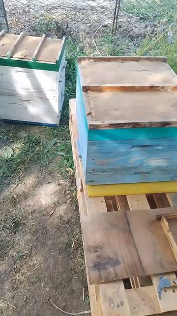 Модернизация корпусов улья Лангстрота-Рута для двухматочного содержания пчёл в многокорпусных ульях