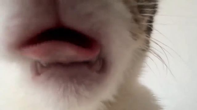 Видео от Tom And Сats / Кот на карте
