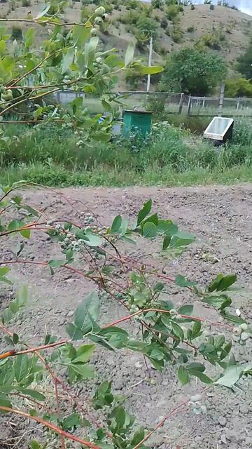 Дикая ежемалина у нас на огороде. Пчелы её очень любят, как и я. Колючая правда зараза, но вкусная.