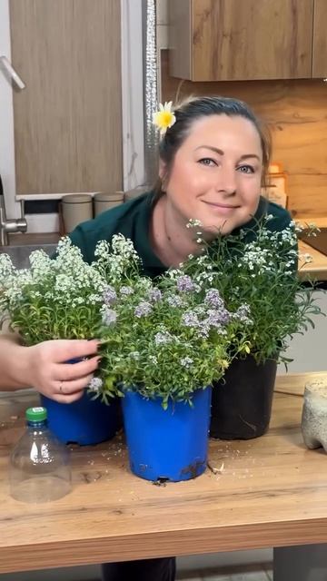 Как из обычной баклажки сделать Мега удобный парник для черенкования с проветриванием!