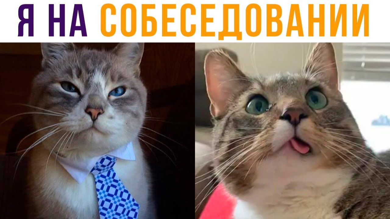 Я НА СОБЕСЕДОВАНИИ)) Приколы с котами