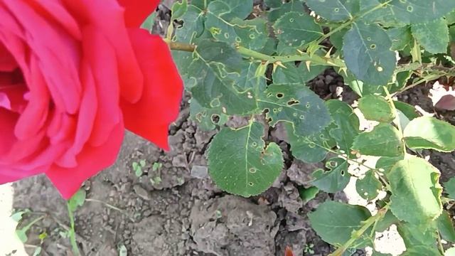 Розы# цветы#☘️🌹🦋💃💃💃