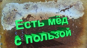Как есть мёд с пользой и какой сорт выбрать? Отвечает профессор Кашковский 🍯🐝
