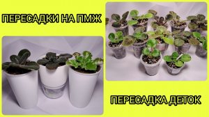 Пересадка фиалок на ПМЖ. Пересадки деток.