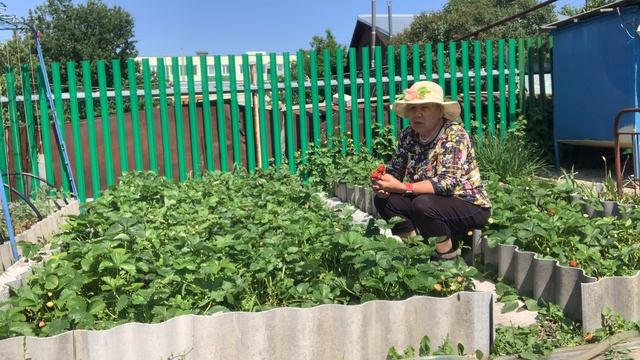 Ответы на вопросы. Короткая характеристика о ягоды виктории беспрерывный.