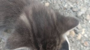 котята на ульке