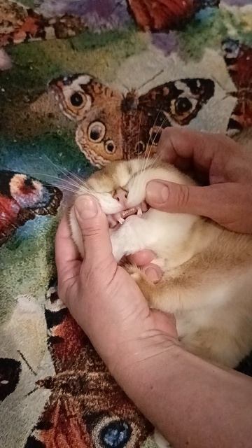 Шотландский ласковый тискательный котик для вас