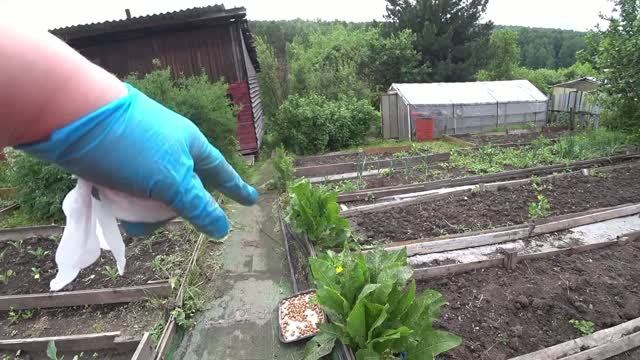 ДАЧНЫЙ ВЛОГ // ДР У НАСТИ🥳 ОГОРОДНЫЕ ДЕЛА🌱