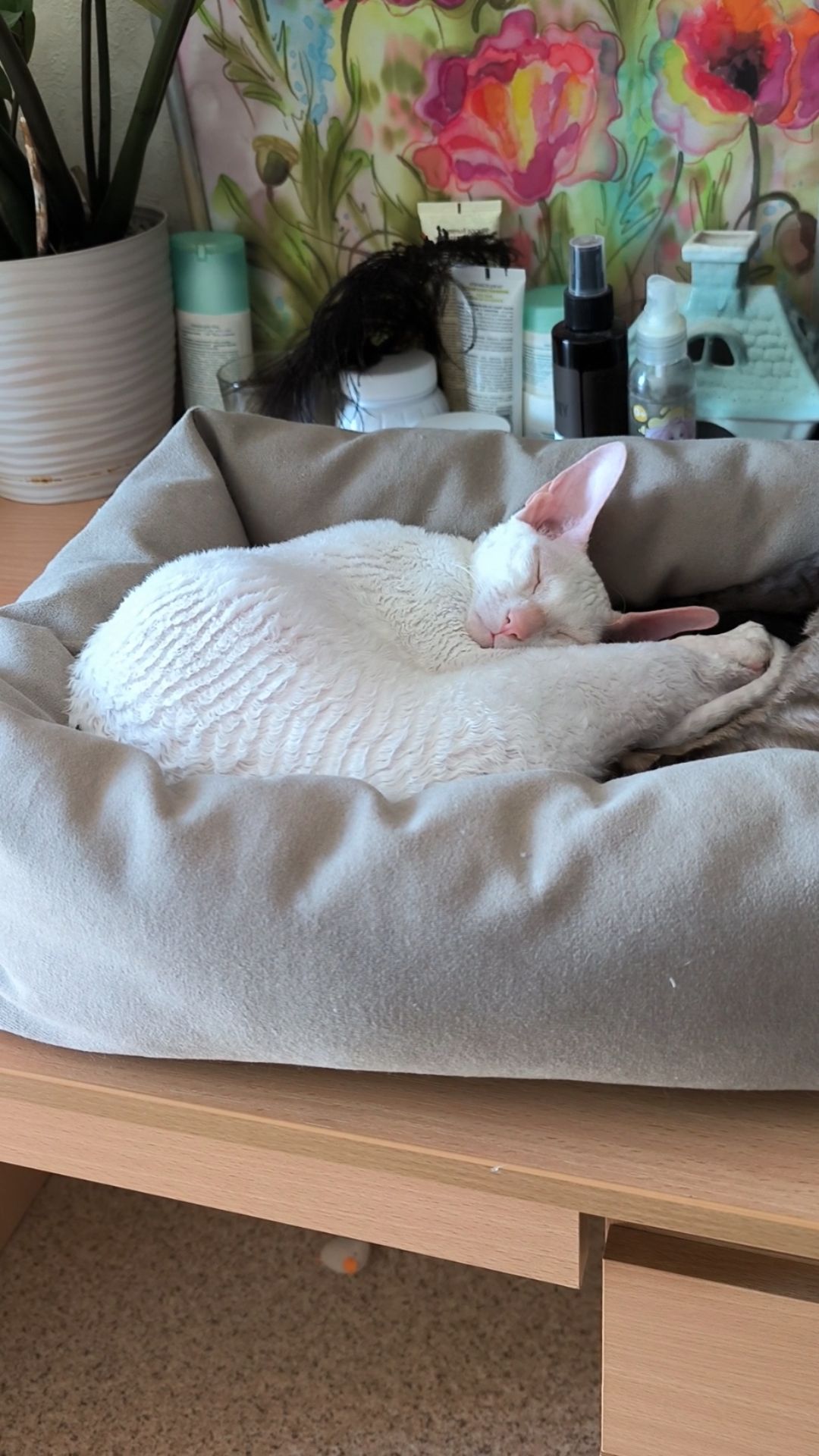 Сладкий кошачий сон