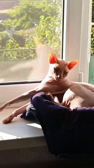 Кот и солнышко