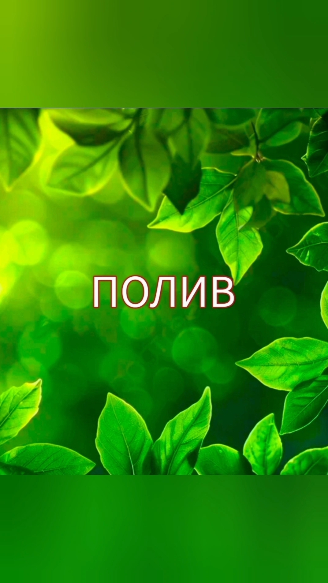 3 больших видео о поливе в подписке 🌺Адениум-цветок вдохновения🌺 Авторские техники в ВК.