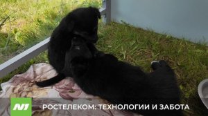 Площадка «Ростелекома» на «Самотлорских ночах». Нижневартовск