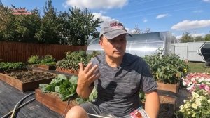 1 обработка и белокрылка исчезнет.
