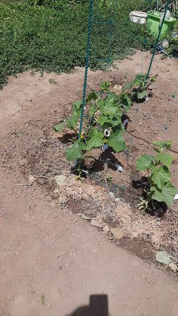 #mukbangtatyanaeats #садогород #огородныедела #огород 🪴🌱🥒🥀🫑🍅🍓