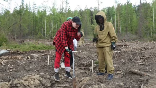 Высадка 2000 сеянцев сосны вместе с «Древо жизни»