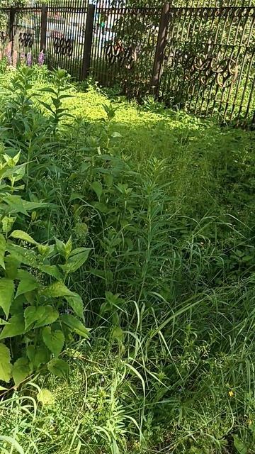 птенцы чайки смотреть онлайн