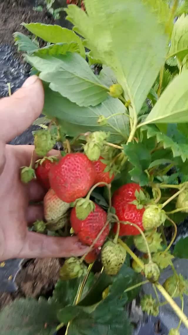 ПОЛИВ ГИГАНТСКОЙ КЛУБНИКИ 🍓🍓🍓 смотреть онлайн