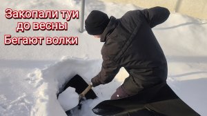 Закопали туи до весны. У нас бегают волки.