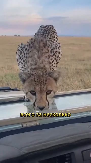 Животные приколы и не только🙂