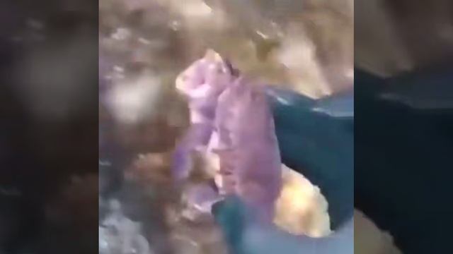 Кусающаяся Черепашка!