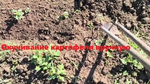 Как окучивать и пропалывать картошку и в чем польза. Окучивание картофеля вручную. Дачные подвиги.