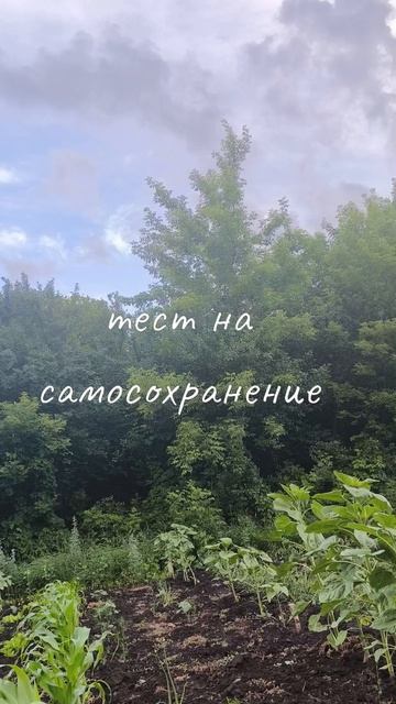 2026-06-15 смотреть онлайн
