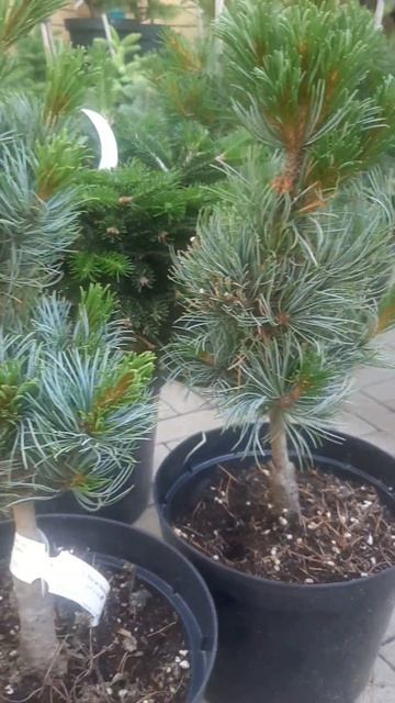 ❤🌲Сосна Бонни Бергман 
✔Продажа растений в макс и телеграм канале: Https://t.me/love_is_hvoiny_dvori