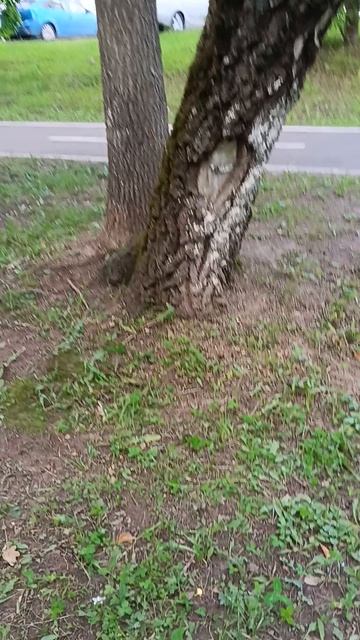 страность