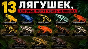 13 лягушек, которые могут убить человека