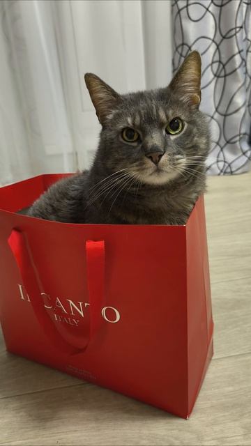 Обиделся, в пакете для себя ничего не нашёл 😿