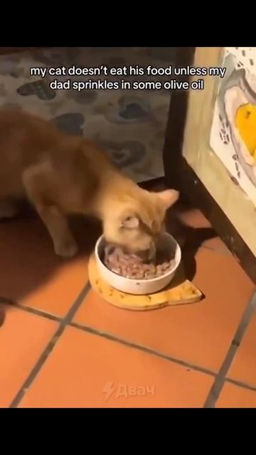 Кот-гурман отказывается от еды без оливкового масла 😂 Средиземноморская диета