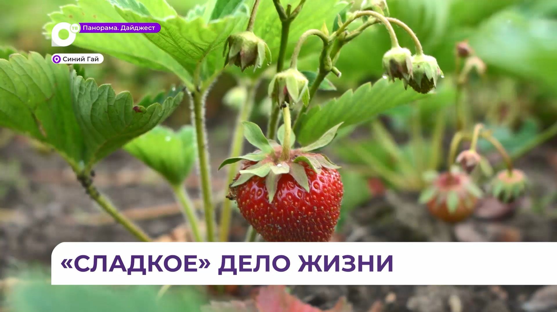 Династия фермеров много лет ведёт «клубничное» хозяйство в Приморье смотреть онлайн