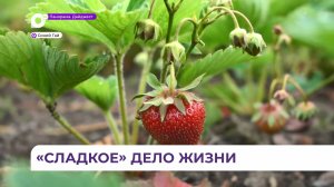 Династия фермеров много лет ведёт «клубничное» хозяйство в Приморье