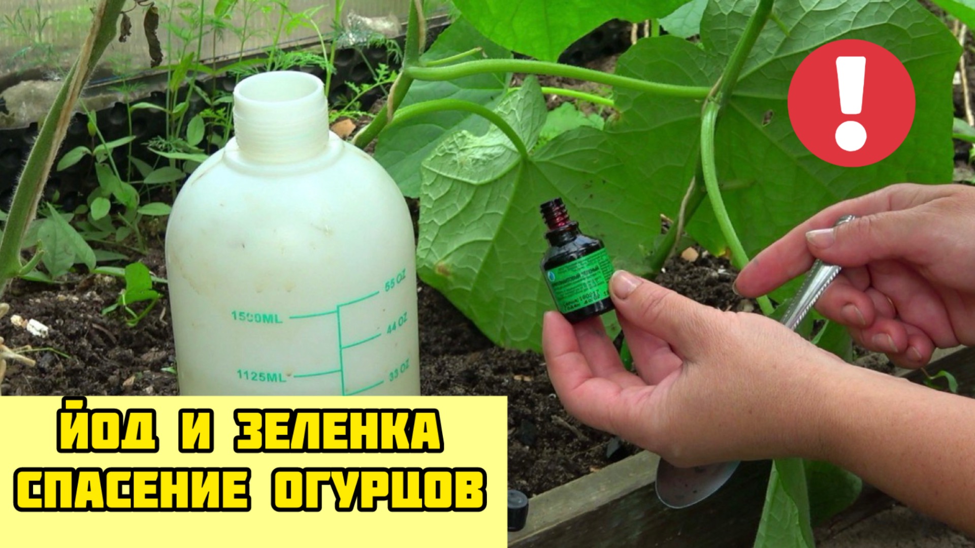 ЙОД И ЗЕЛЕНКА - спасение огурцов от всех болезней и отличная подкормка!