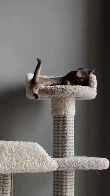 Котик потянулся и дальше спать