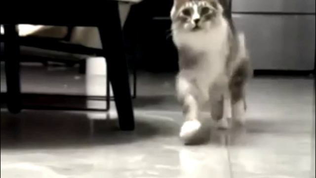 Заставка для видео Пушистый котик № 594