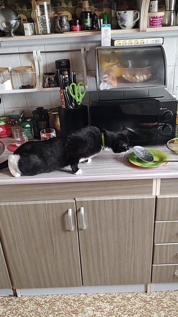 Кошка испугалась половника!
