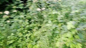 Кисловодские трущобы центра города! Вот так живут люди! Курорт без бани 8 лет уже!....3.06.2026г.