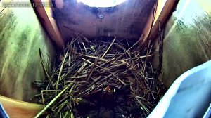Скворечник - трансляция онлайн - Горихвостка