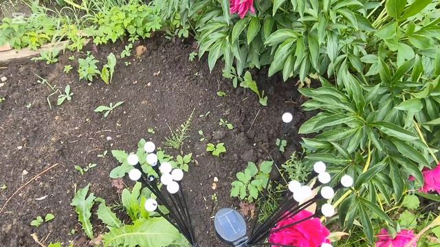 Приехали на дачу с мамой! Посадили новые розы и навели красоту