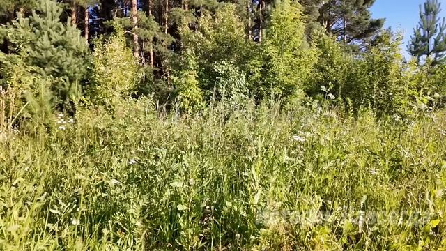 Это тебе не твой курятник на хуторе, сказал муж жене. Но он не догадывался…