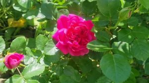 Расцвела первая роза и ей все комплименты!🌹🌹🌹Цветут розовые пионы и Ирисы.🌺Ленобласть 14.06.26г.